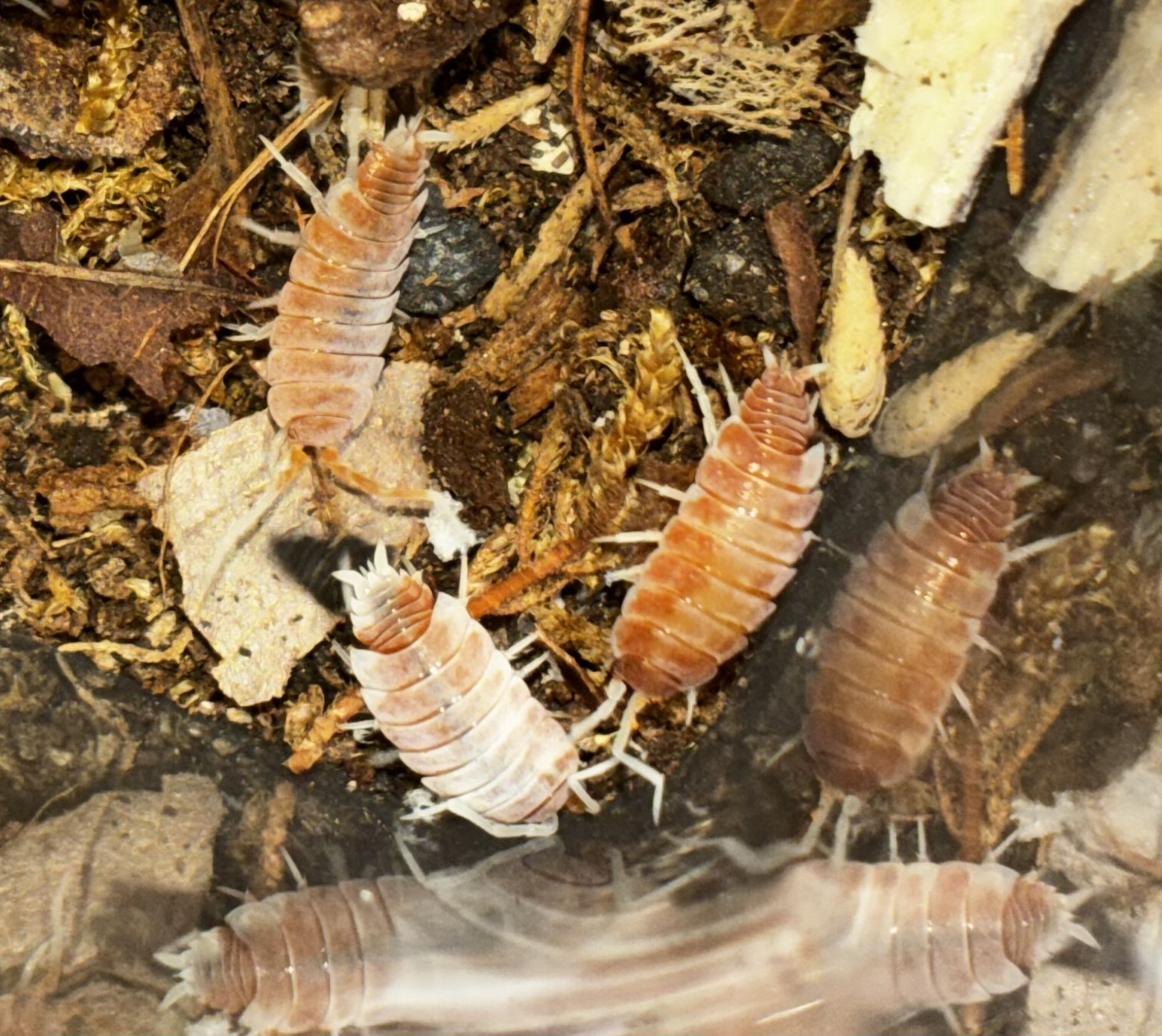Red Koi (Porcellionides) Isopod