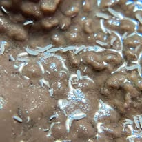 Temperate Springtail Culture (Folsomia candida)