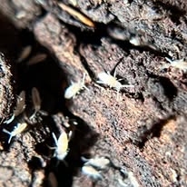 Tropical Springtail Culture (Coecobrya tenebricosa)