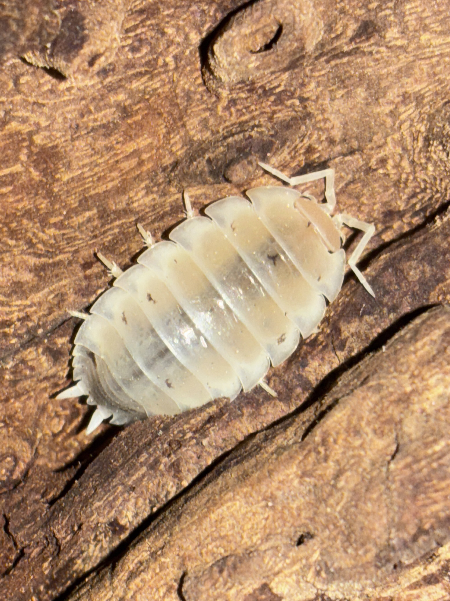 White Laevis Isopod (Porcellio laevis)