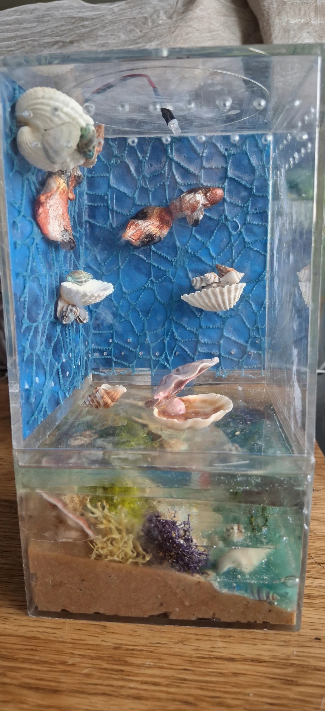 A seashell-themed handmade jumping spider enclosure