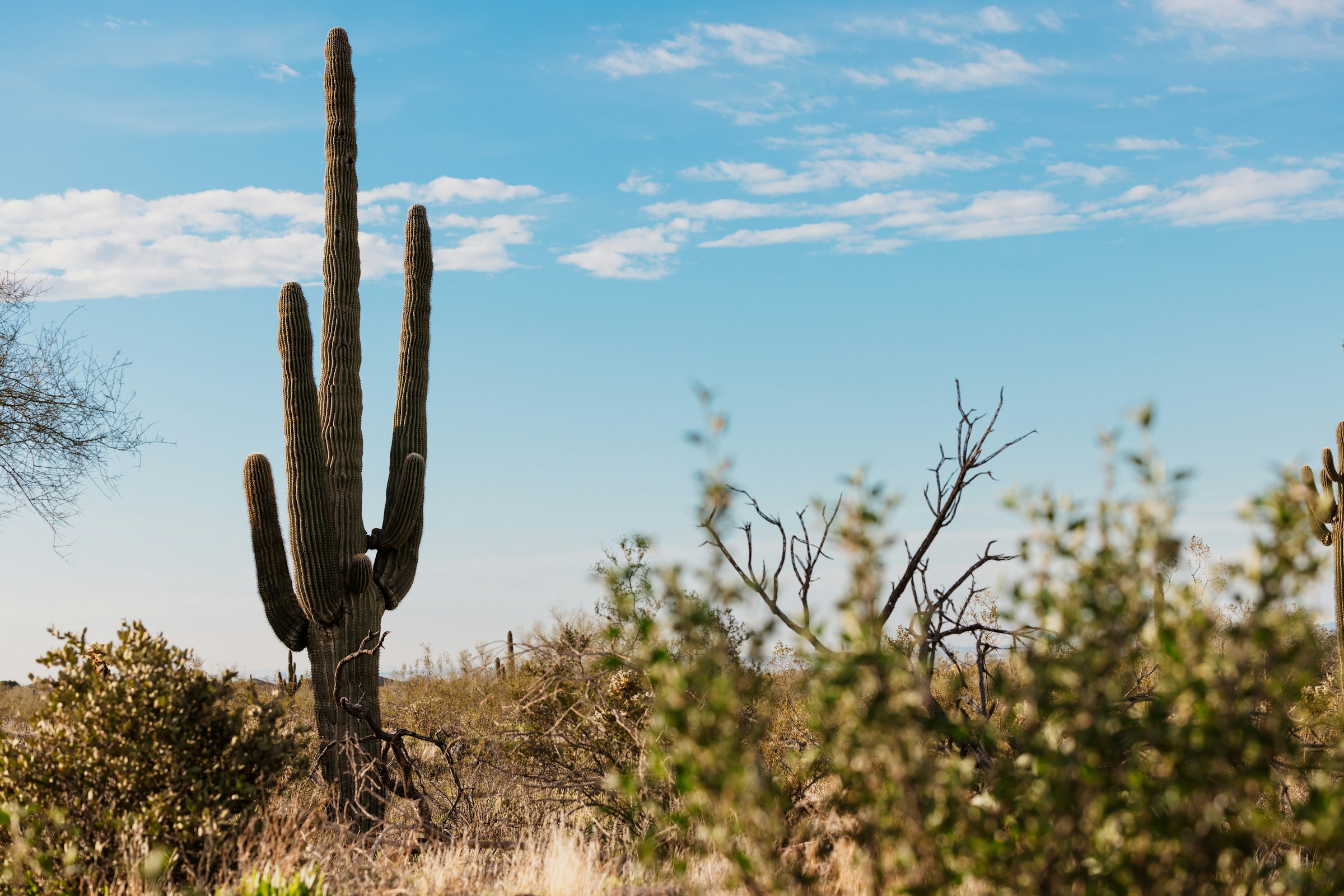 Saguaro cacti in the Sonoran Desert near Scottsdale, Arizona