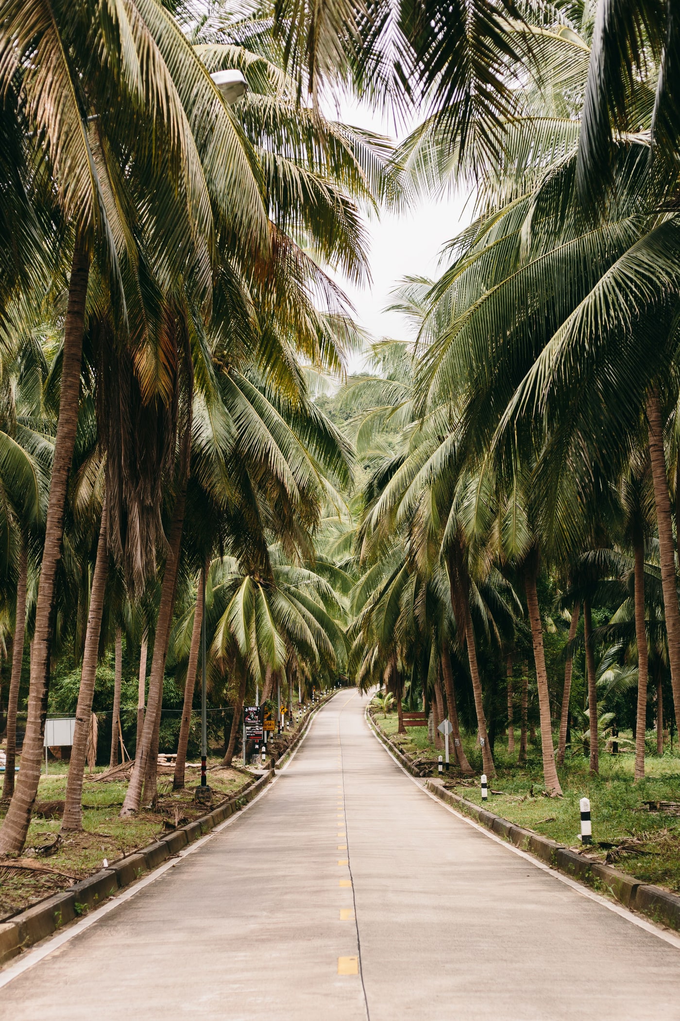 A palm-lined path in Thailand