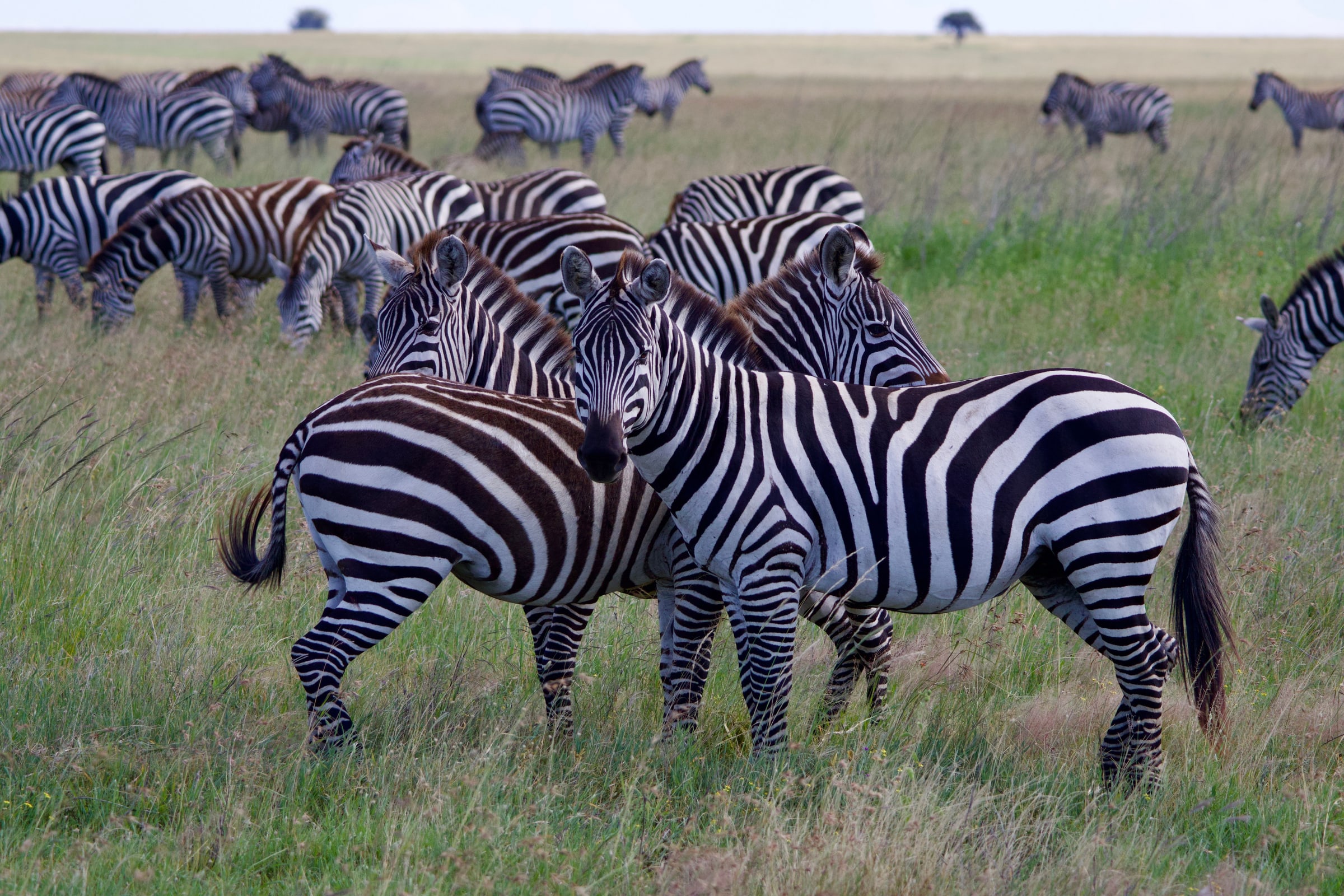 A herd of zebras in an open grassland