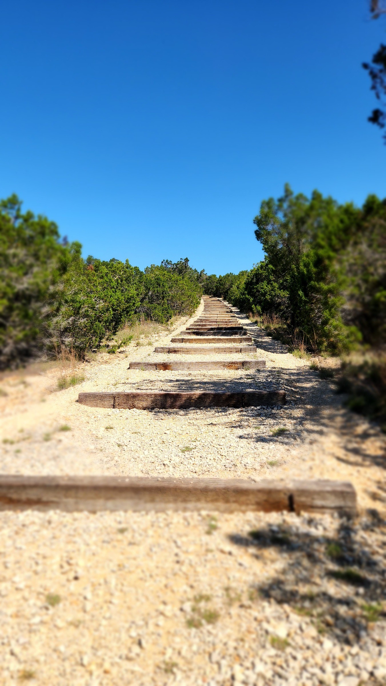 Outdoor trail through trees