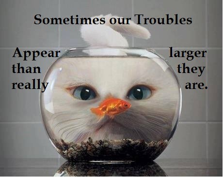 A Cat and a Gold Fish