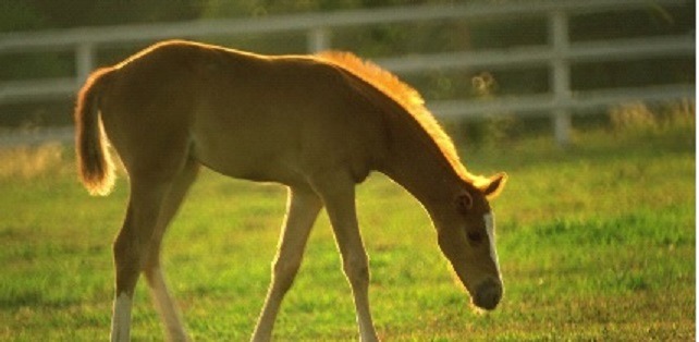 A filly