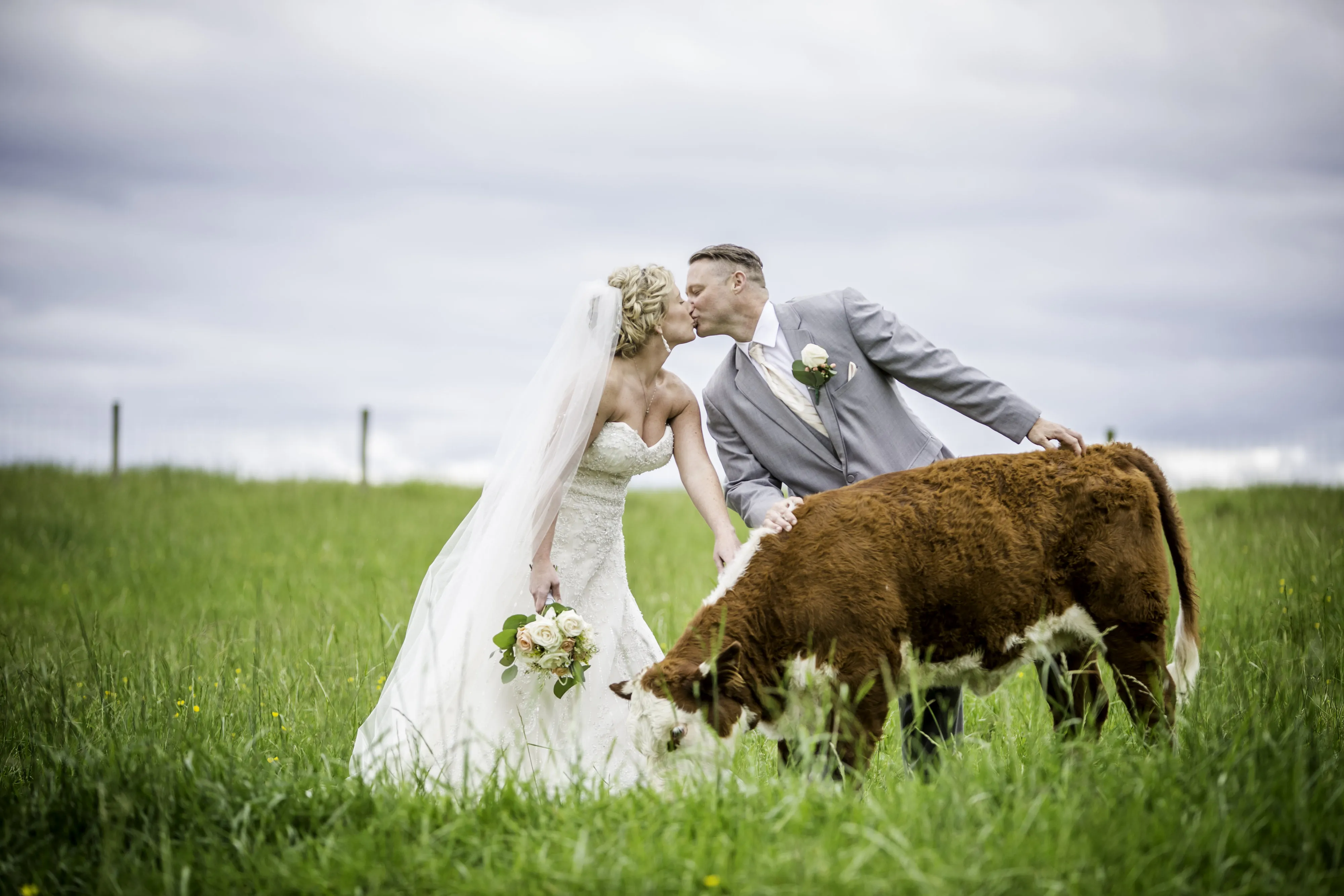 Newlyweds walking through Oak Creek Farm pasture with Hereford cattle