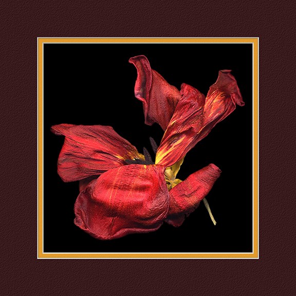 Dry Tulip by J Arthur Davis