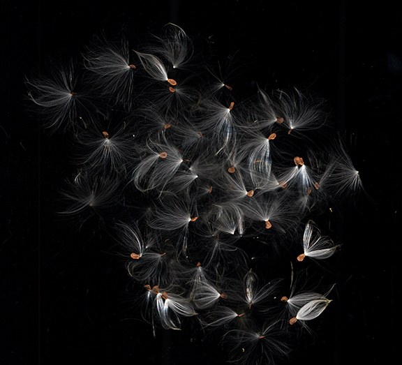 Flying Free by J Arthur Davis