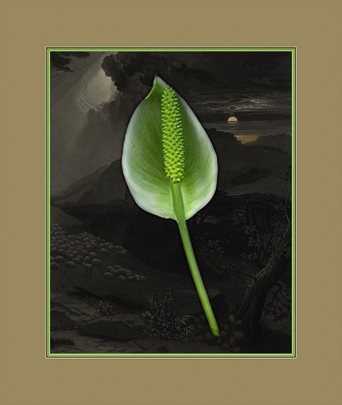 Green Flower by J Arthur Davis