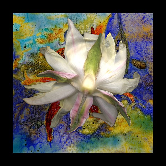 Koi Fish and Waterlily by J Arthur Davis