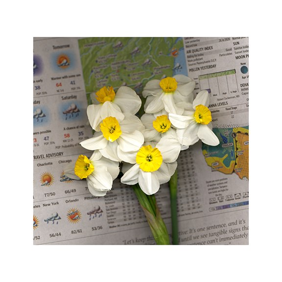 Narcissus by J Arthur Davis