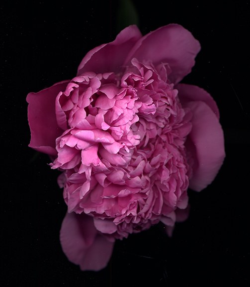 Pink Peony 1 by J Arthur Davis