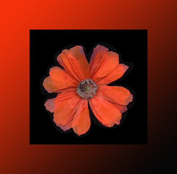 Poppy by J Arthur Davis