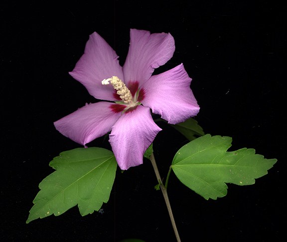 Rose of Sharon by J Arthur Davis