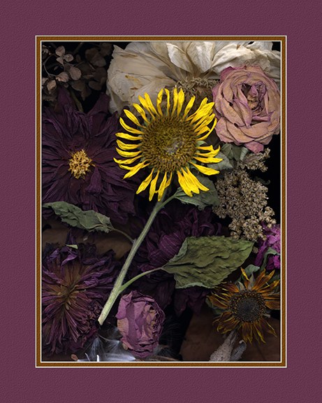 Sunflower by J Arthur Davis