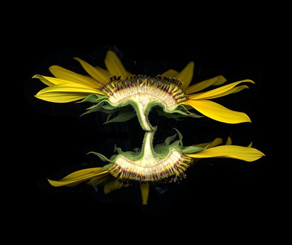 Sunflower Reflection by J Arthur Davis