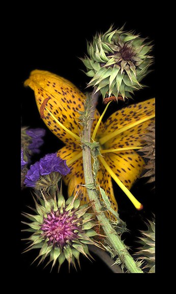 Thistle Jungle 8 by J Arthur Davis