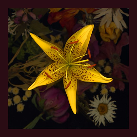 Tiger Lily 3 by J Arthur Davis