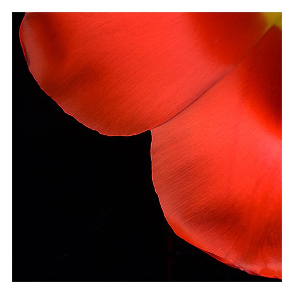 Tulip 5 by J Arthur Davis