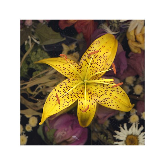 Water Lily 6 by J Arthur Davis