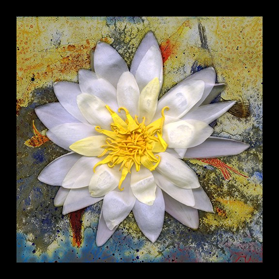 Waterlily and Koi by J Arthur Davis