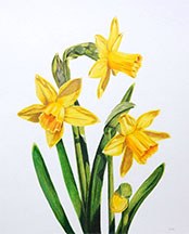 Jonquils by Lille Viking Designs