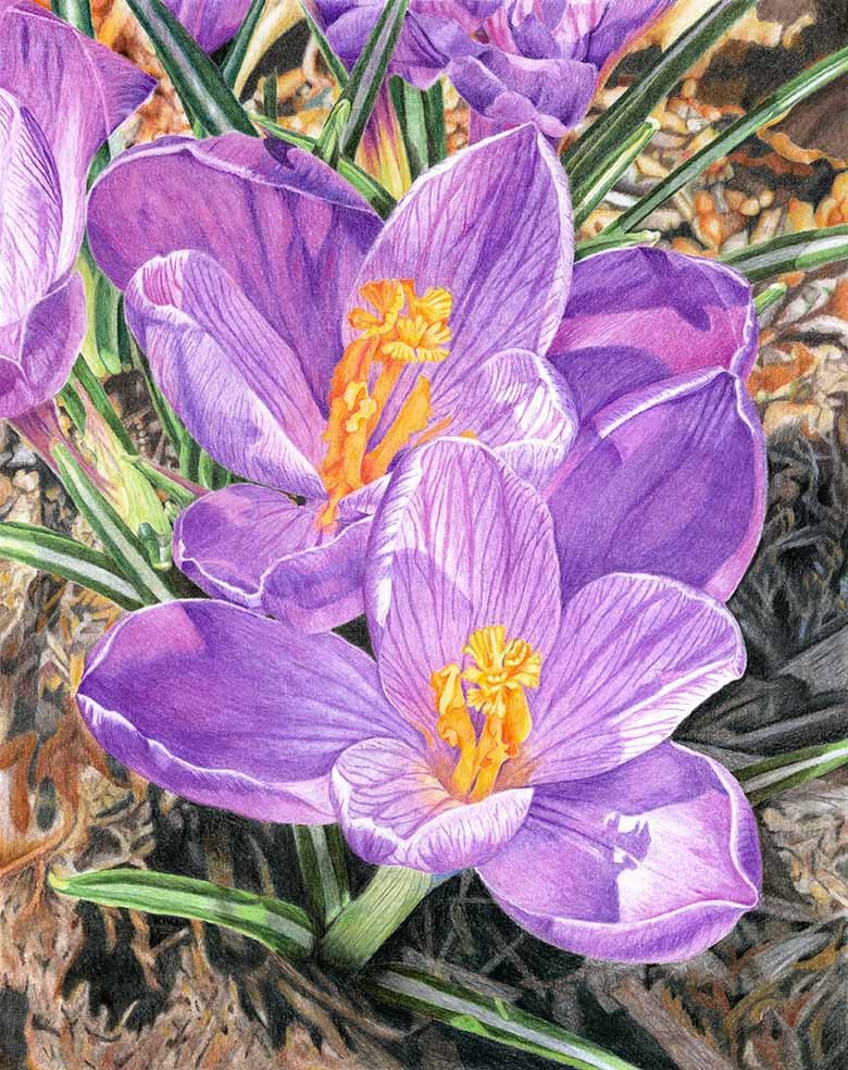 Morning Crocuses by Lille Viking Designs