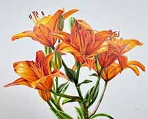 Orange Lilies by Lille Viking Designs