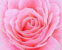 Pink Rose by Lille Viking Designs