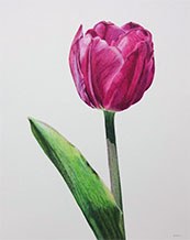 Purple Tulip by Lille Viking Designs