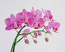 Seven Orchids by Lille Viking Designs