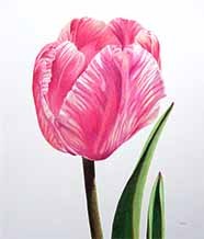 Variegated Pink Tulip by Lille Viking Designs
