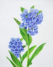 Virginia Bluebells by Lille Viking Designs