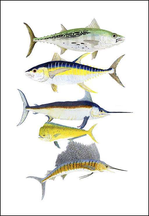 Salt Water Fish by Thom Glace