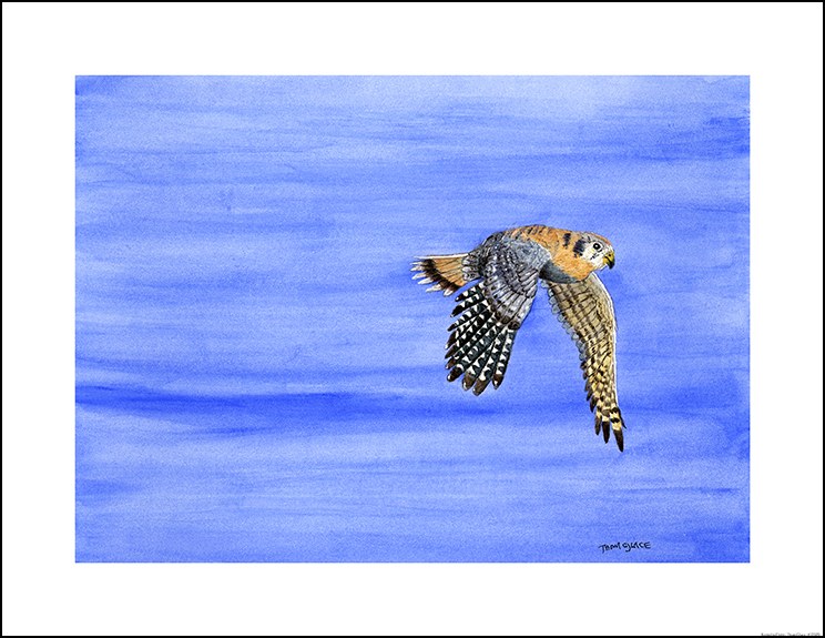 Kestrel in Flight by Thom Glace