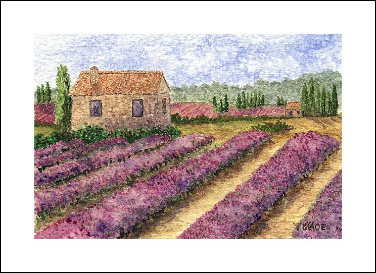 rows of Lavender by Thom Glace