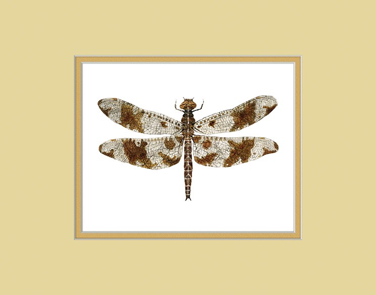 Filigree Skimmer by Thom Glace