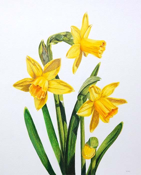 Jonquils by Lille Viking Designs