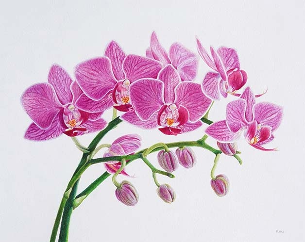 Seven Orchids by Lille Viking Designs