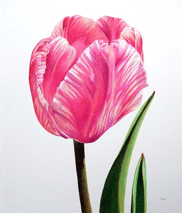 Variegated Pink Tulip by Lille Viking Designs