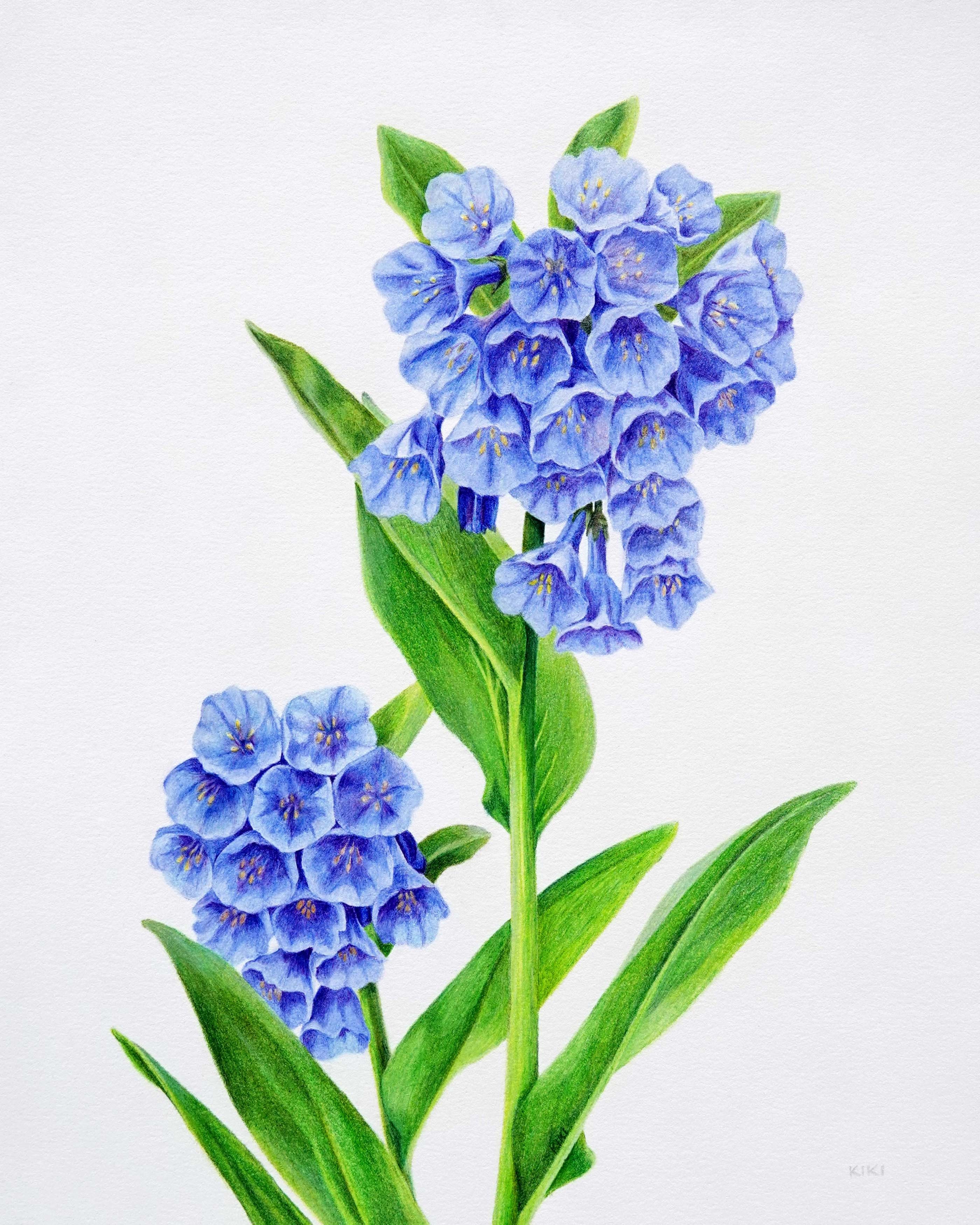 Virginia Bluebells by Lille Viking Designs