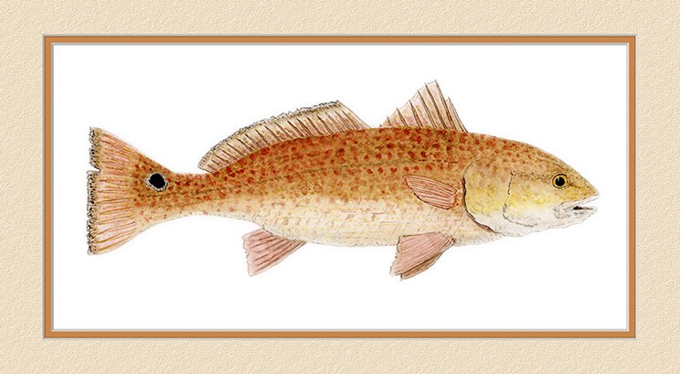 Red Drum by Thom Glace