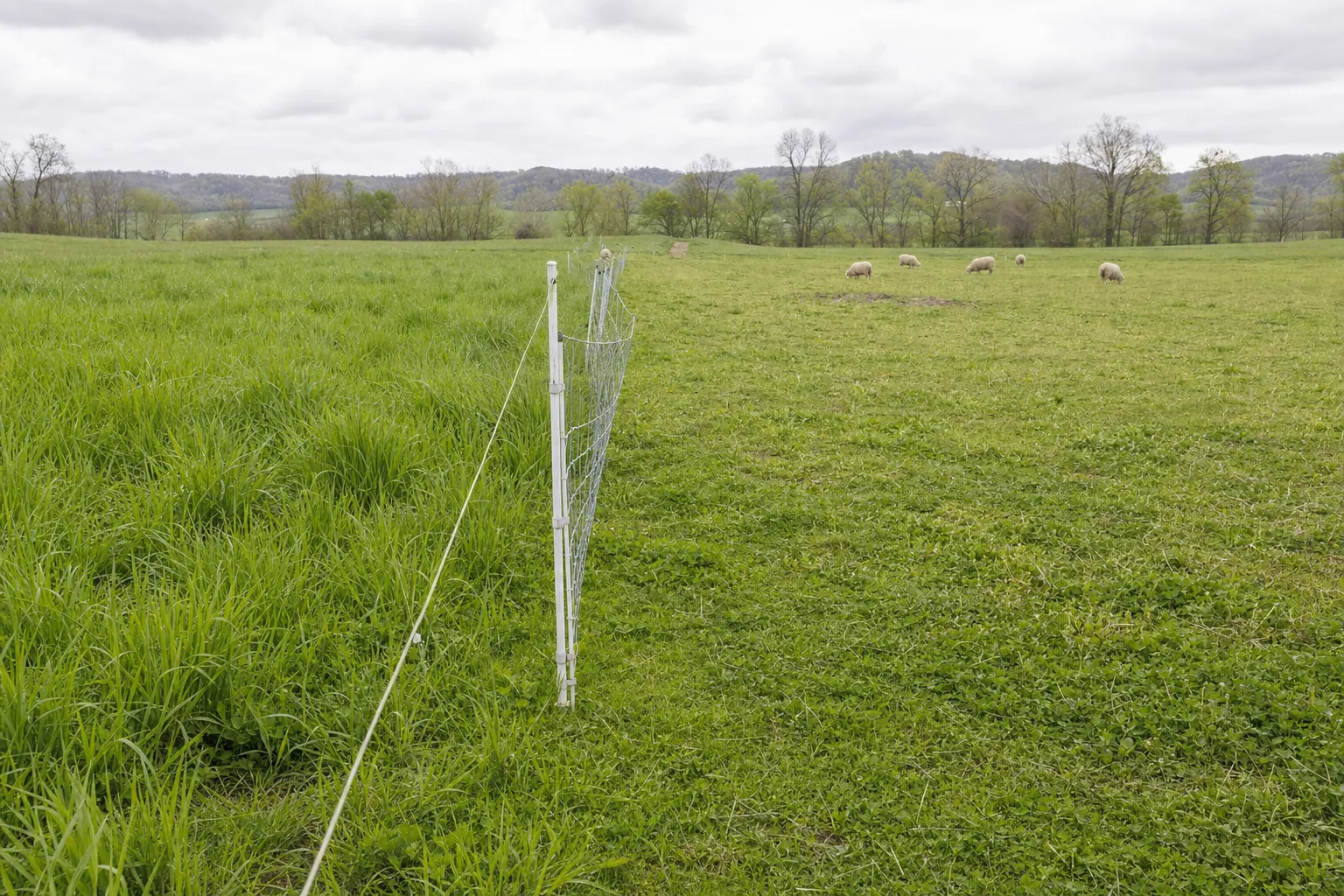 Rested grass pasture beside a grazed sheep paddock divided by temporary fencing