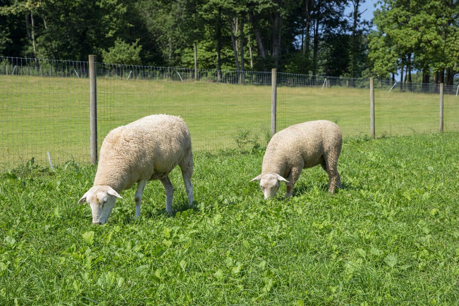 Two wool sheep grazing a mixed green pasture behind woven-wire fencing