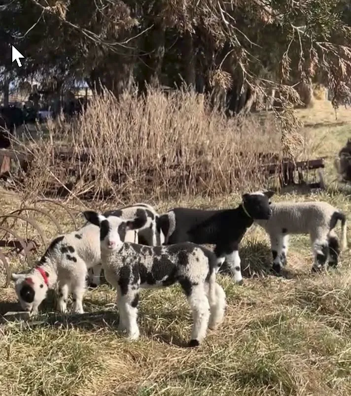 Small flock of Harlequin sheep grazing