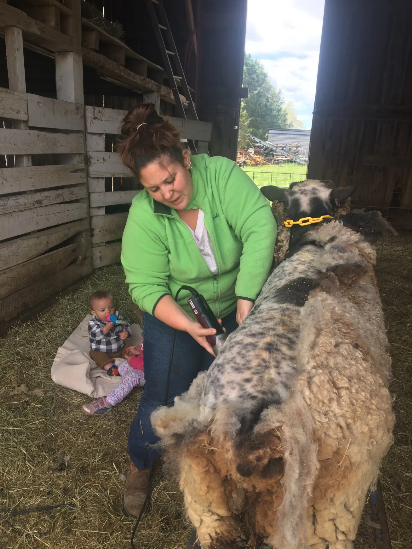 Sheep being sheared in a barn