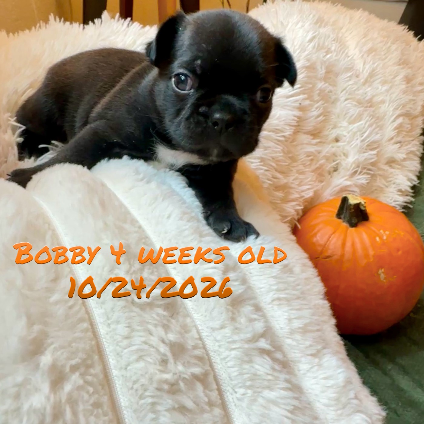 Bobby, four weeks old