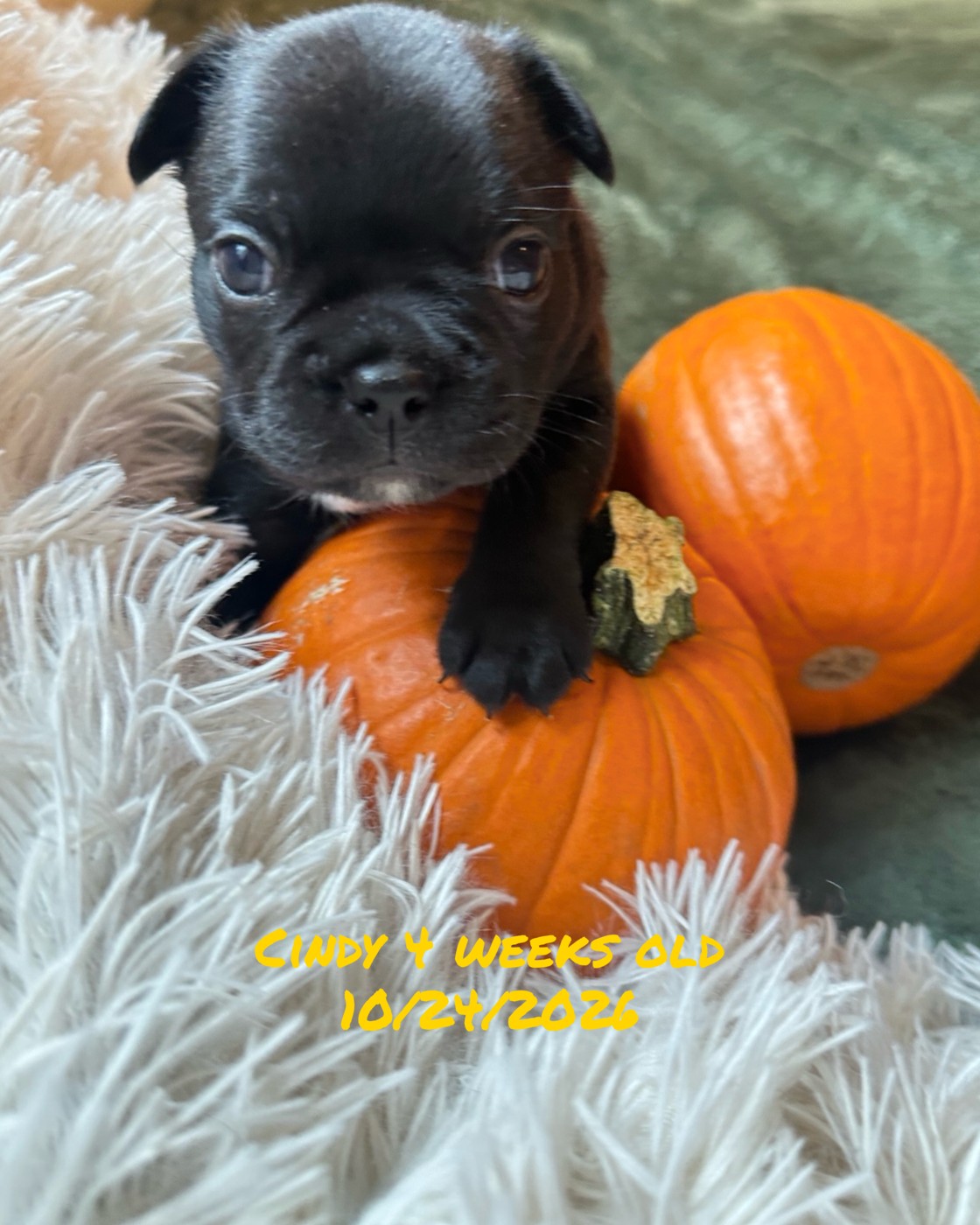 Cindy, four weeks old